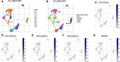 A disulfidptosis-related lncRNAs cluster to forecast the prognosis and immune landscapes of ovarian cancer